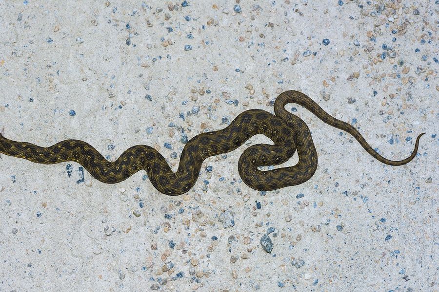 Couleuvre vipérine au dos orné d'un zigzag sombre, près de l'eau
