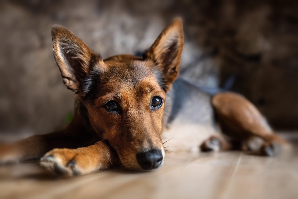 Un chien couché au sol, la tête posée, l’air calme et attentif