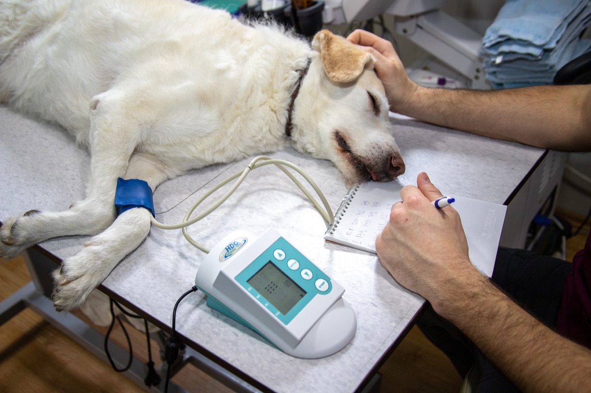 Un chien blanc allongé sur la table d’examen d’un vétérinaire pendant une consultation