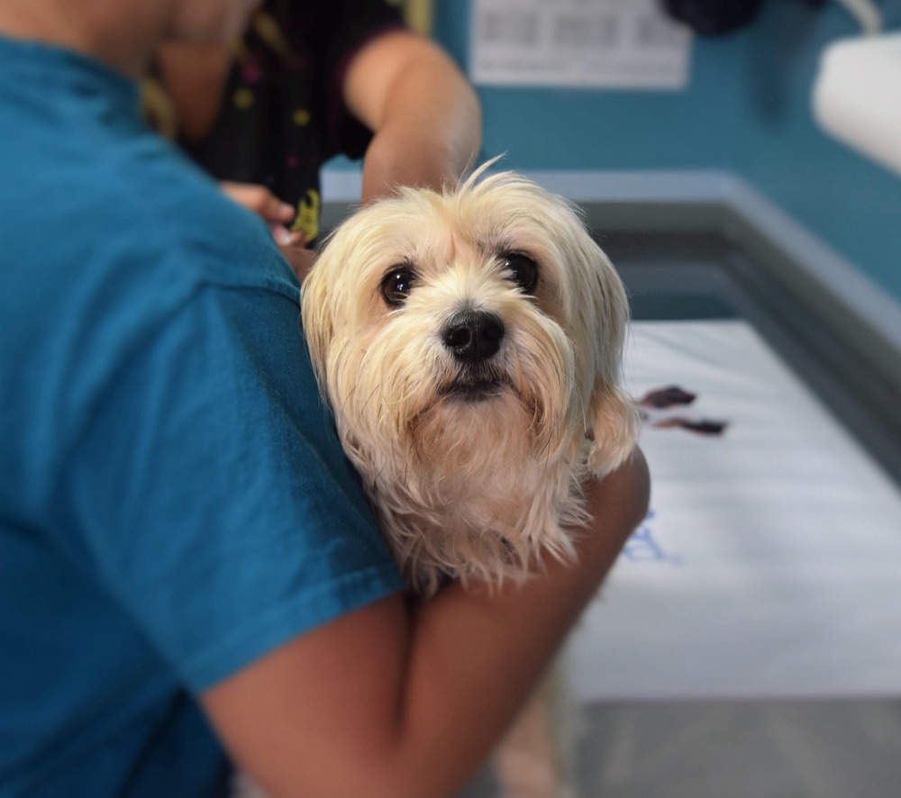 Un petit chien à poils longs tenu dans les bras d’une personne en tenue bleue dans une salle de consultation vétérinaire